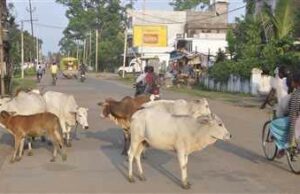 नेताओं के बाद, अब अफसर भी खा रहे चारा