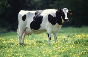 गाय है कि पेट ही नहीं भरता