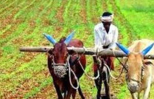 लाल गेहूं की विदेशों में मचेगी धूम