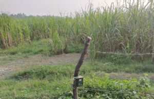 बच्चे की मौत के बाद जगा वन विभाग