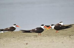 मन मोह लेगी पक्षियों की मधुर ध्वनि ..