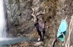 उत्तरी कश्मीर के बारामुला में दिखा दुर्लभ और लुप्तप्राय प्रजाति का मारखोर