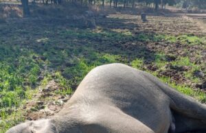 रायगढ़ में करंट से फिर एक हाथी की मौत