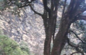 चोपता-देवरियाताल ट्रैक पर फंसे तीनों ट्रैकराें का एसडीआरएफ ने किया रेस्क्यू