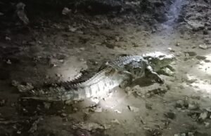 बस्ती में घुसा सात फीट का मगरमच्छ, मची अफरा-तफरी