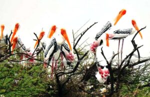 भारत की लाज बचाई, गंगा के दियारा क्षेत्र ने