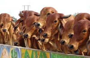 भारत की पांच सबसे प्रसिद्ध गौशाला-