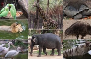 खूंखार जानवरों वाले 10 चिड़ियाघर